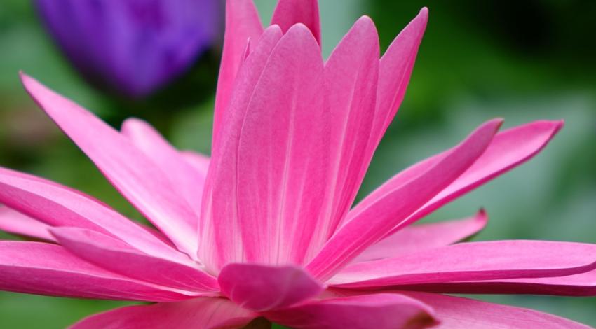 Cause and Effect An Outline of the Buddhist Concept Karma, the Universal Law of Cause and Effect